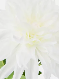 Sztuczna dalia na pojedynczej łodydze